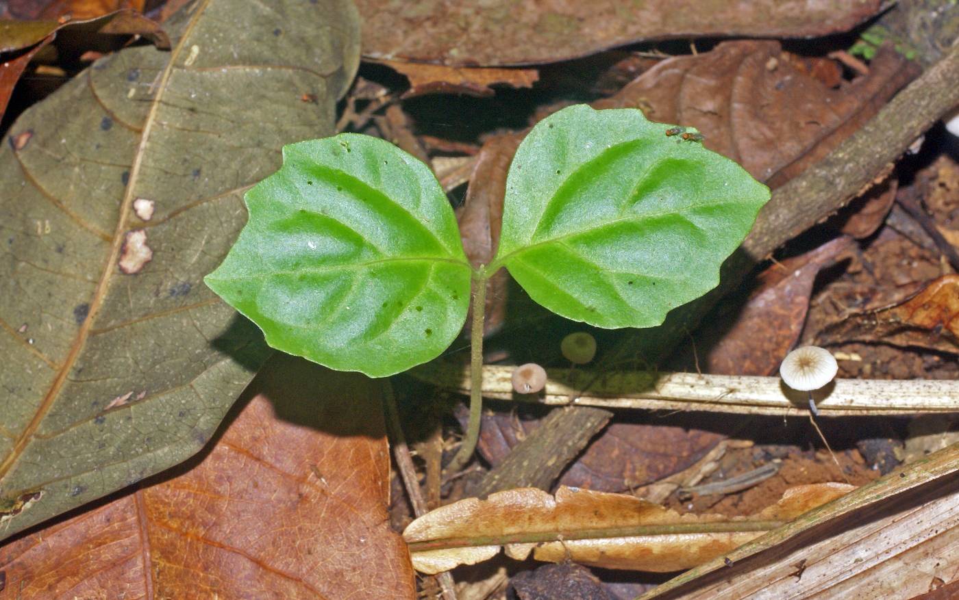 Aegiphila panamensis image