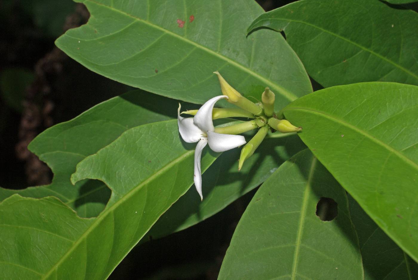 Rubiaceae image