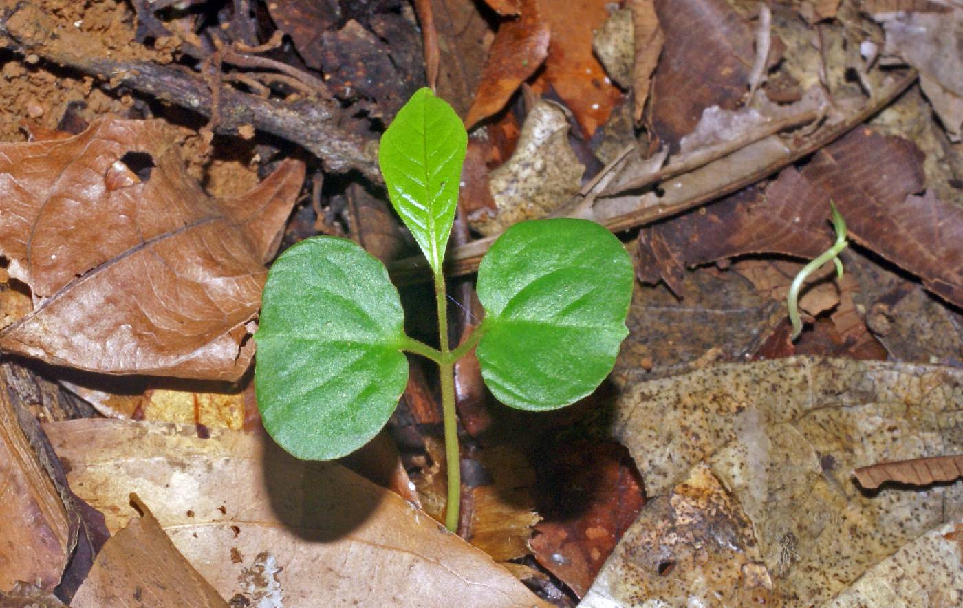 Combretaceae image