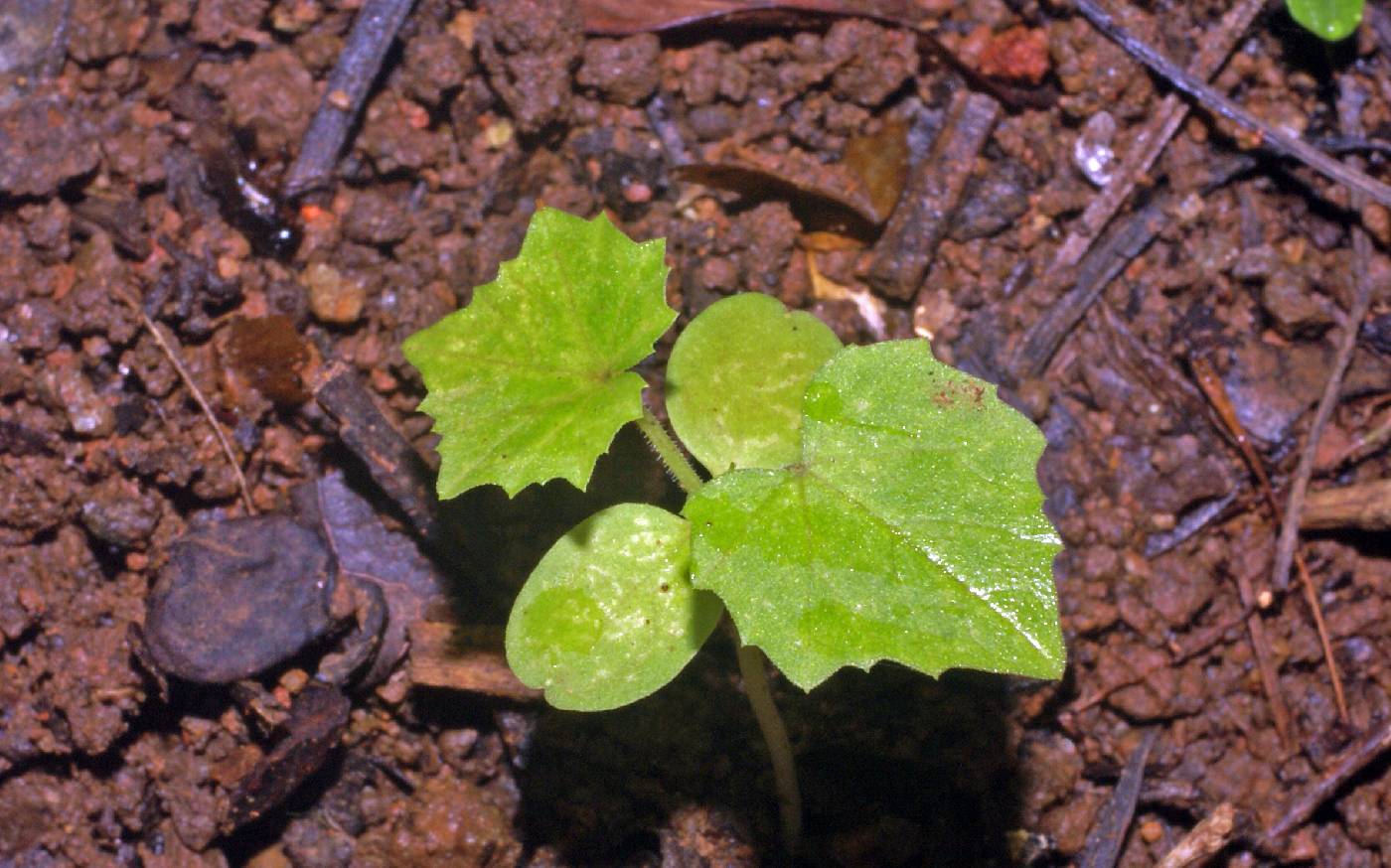 Melothria trilobata image