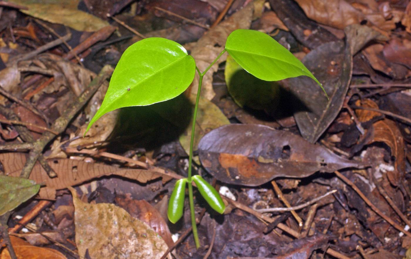 Platymiscium pinnatum subsp. polystachyum image