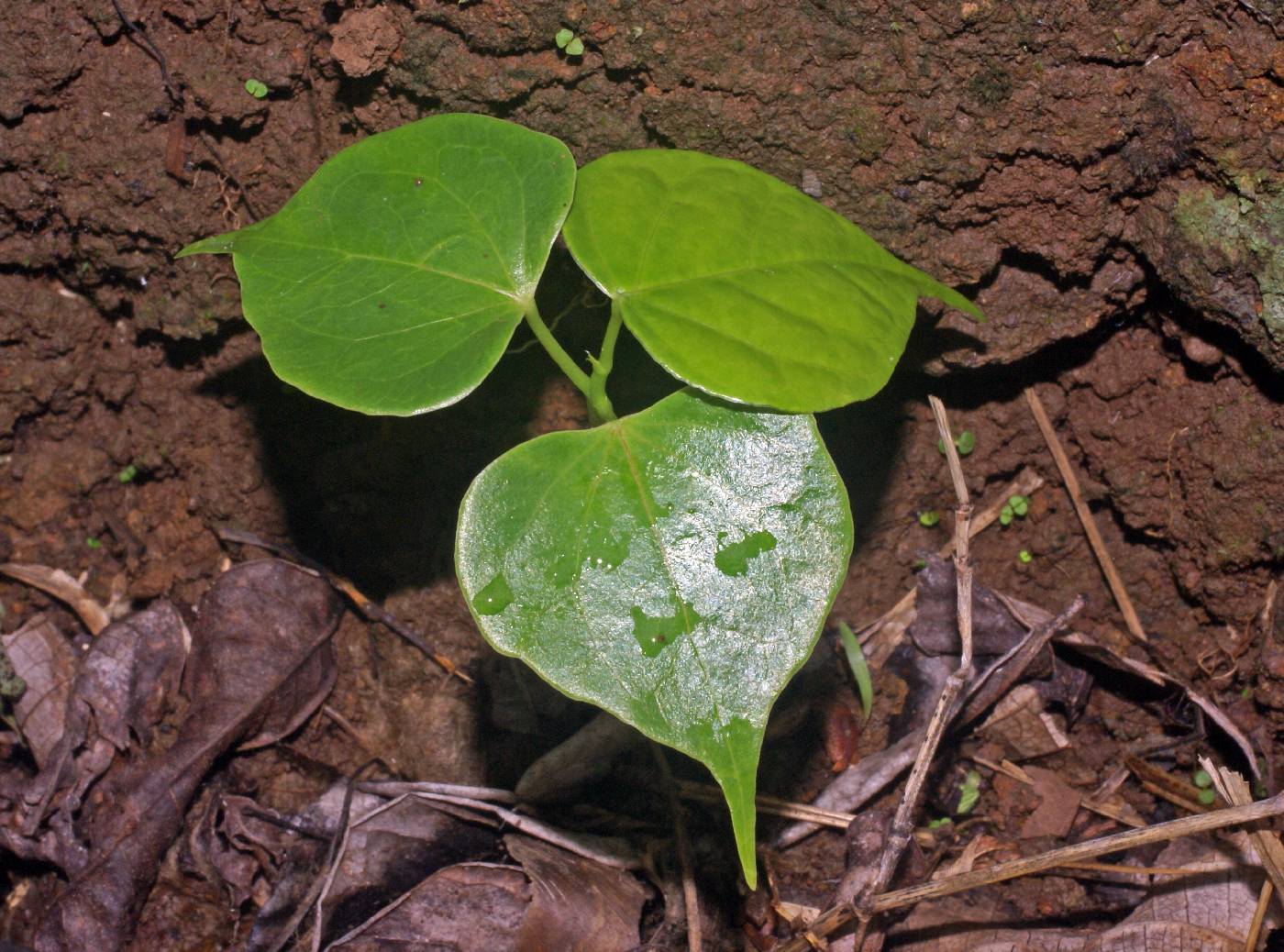 Bombacaceae image
