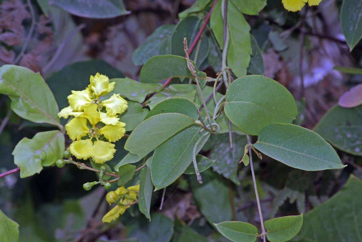 Stigmaphyllon ellipticum image