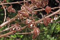 Image of Cespedesia macrophylla