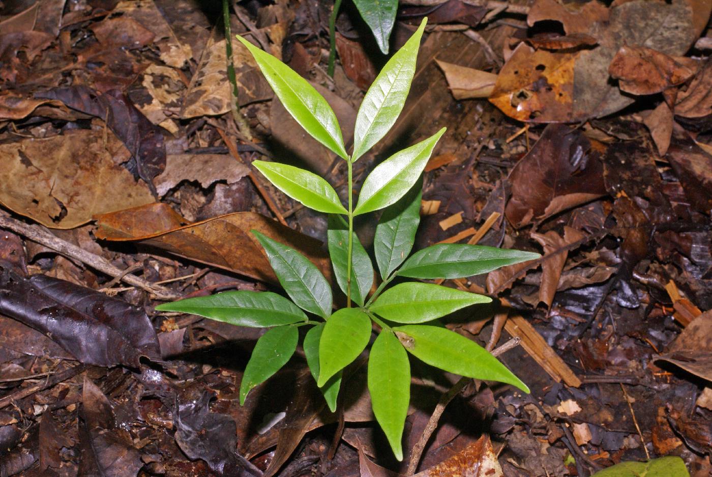 Sapindaceae image
