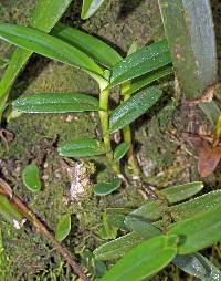 Image of Maxillaria wercklei
