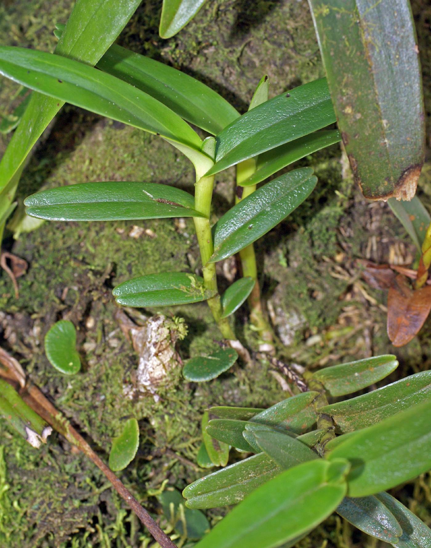 Maxillaria image