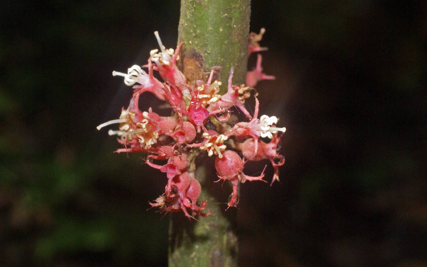 Miconia septuplinervia image