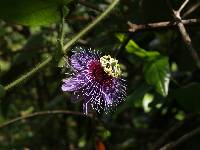 Image of Passiflora menispermifolia