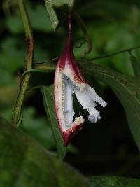Image of Passiflora costaricensis