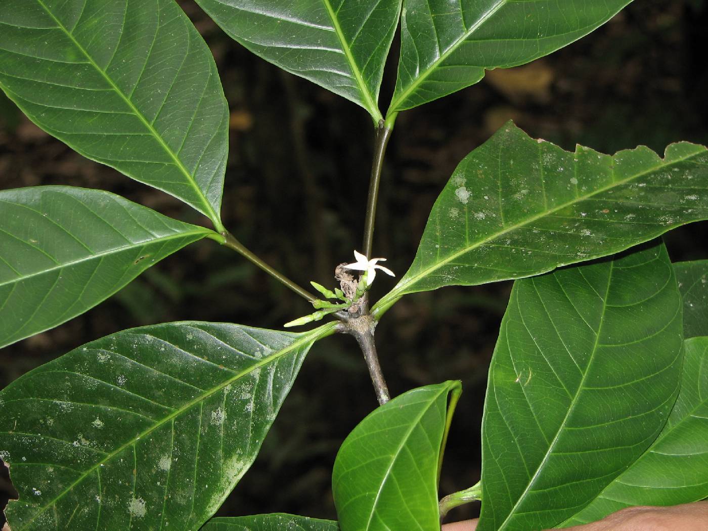 Malouetia guatemalensis image