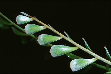Zamiaceae image