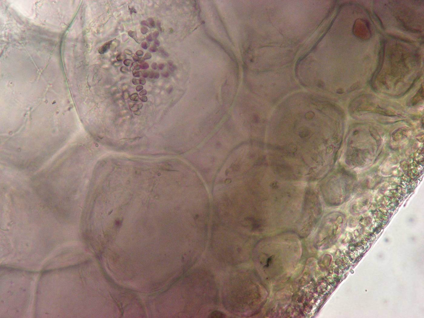 Gracilaria flabelliformis image