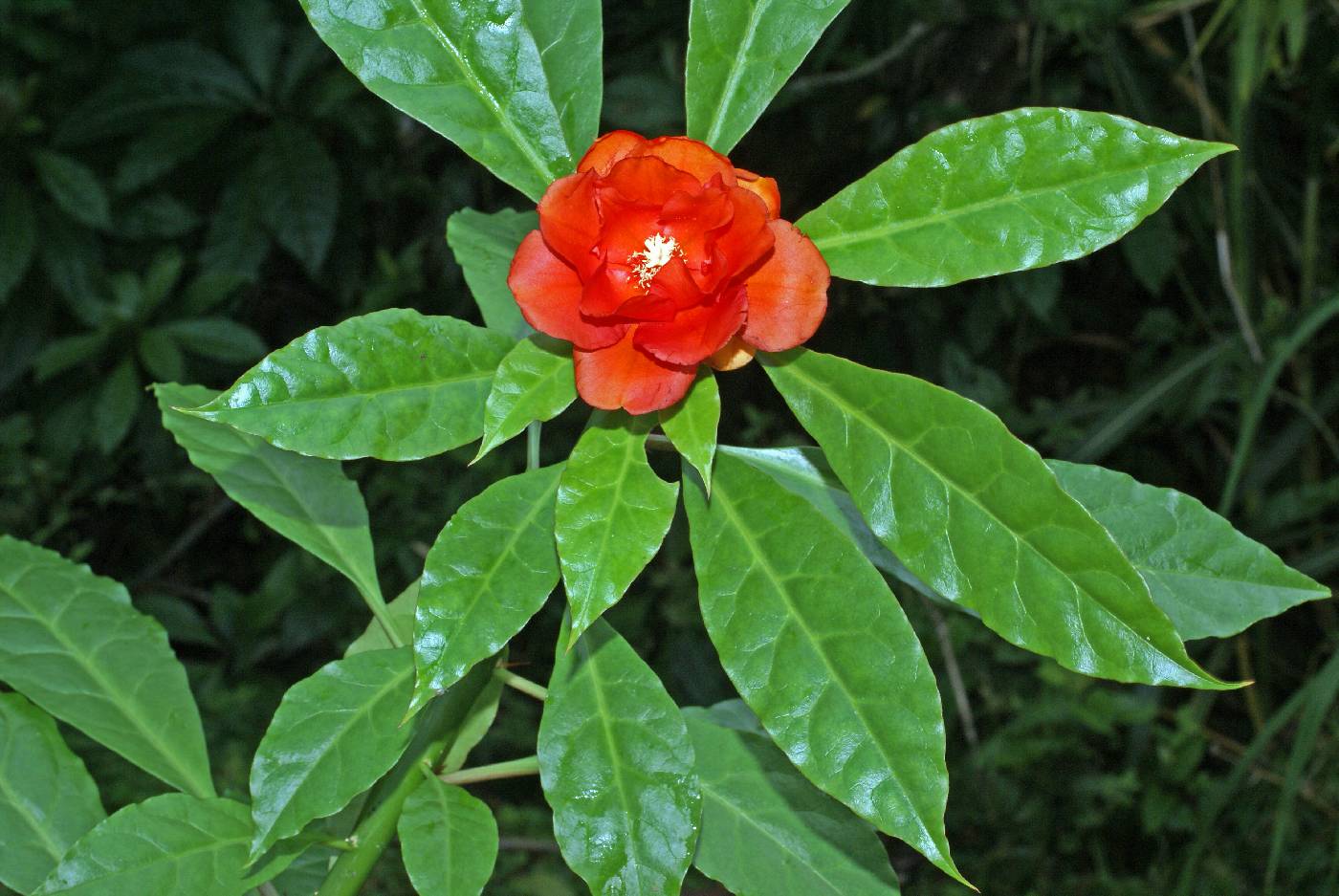 Cactaceae image