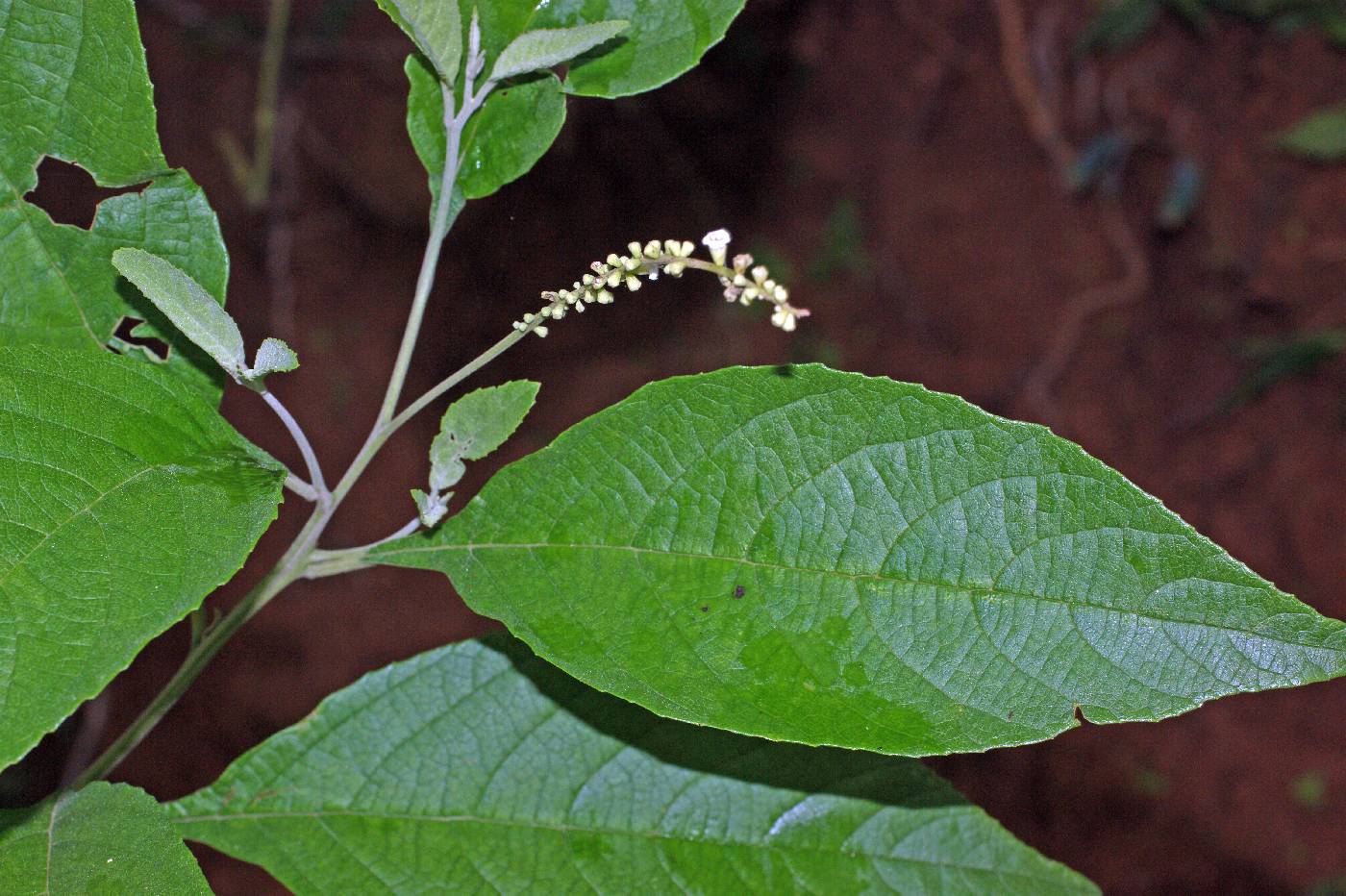 Cordiaceae image