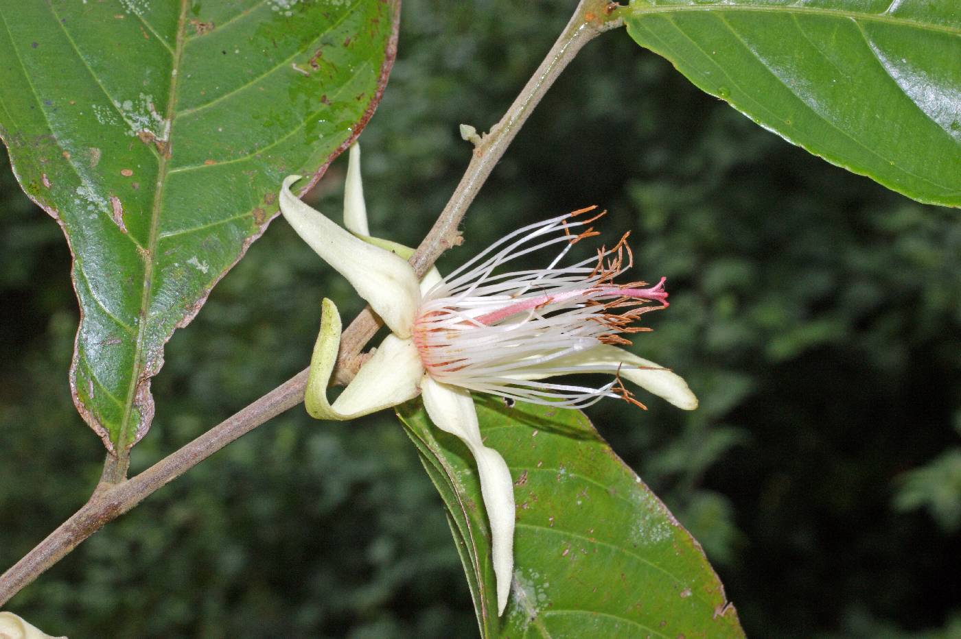 Ryania speciosa var. panamensis image