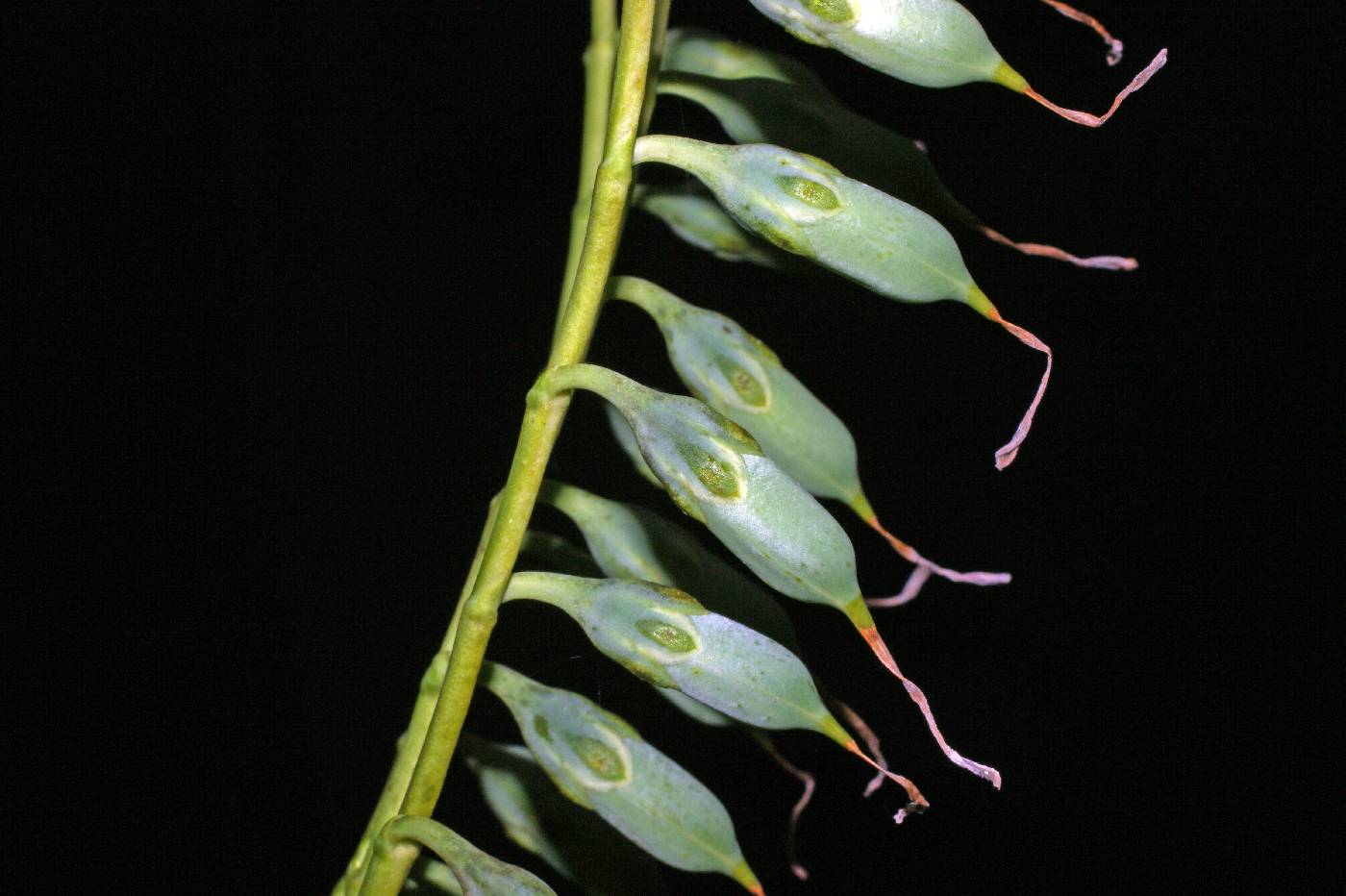 Chelonanthus image