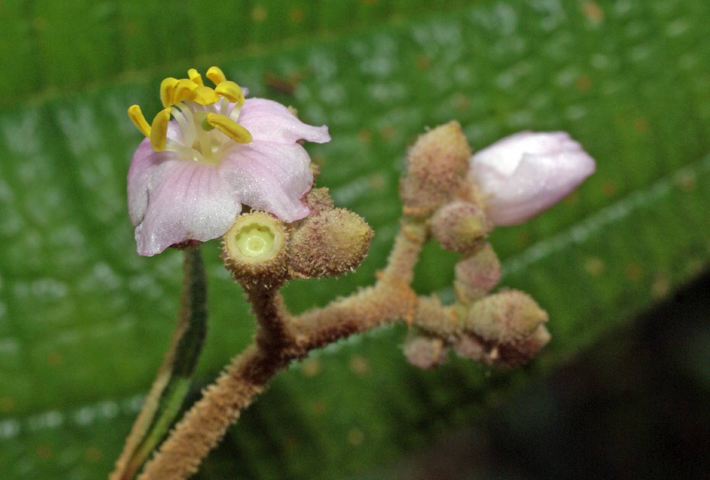 Miconia xalapensis image