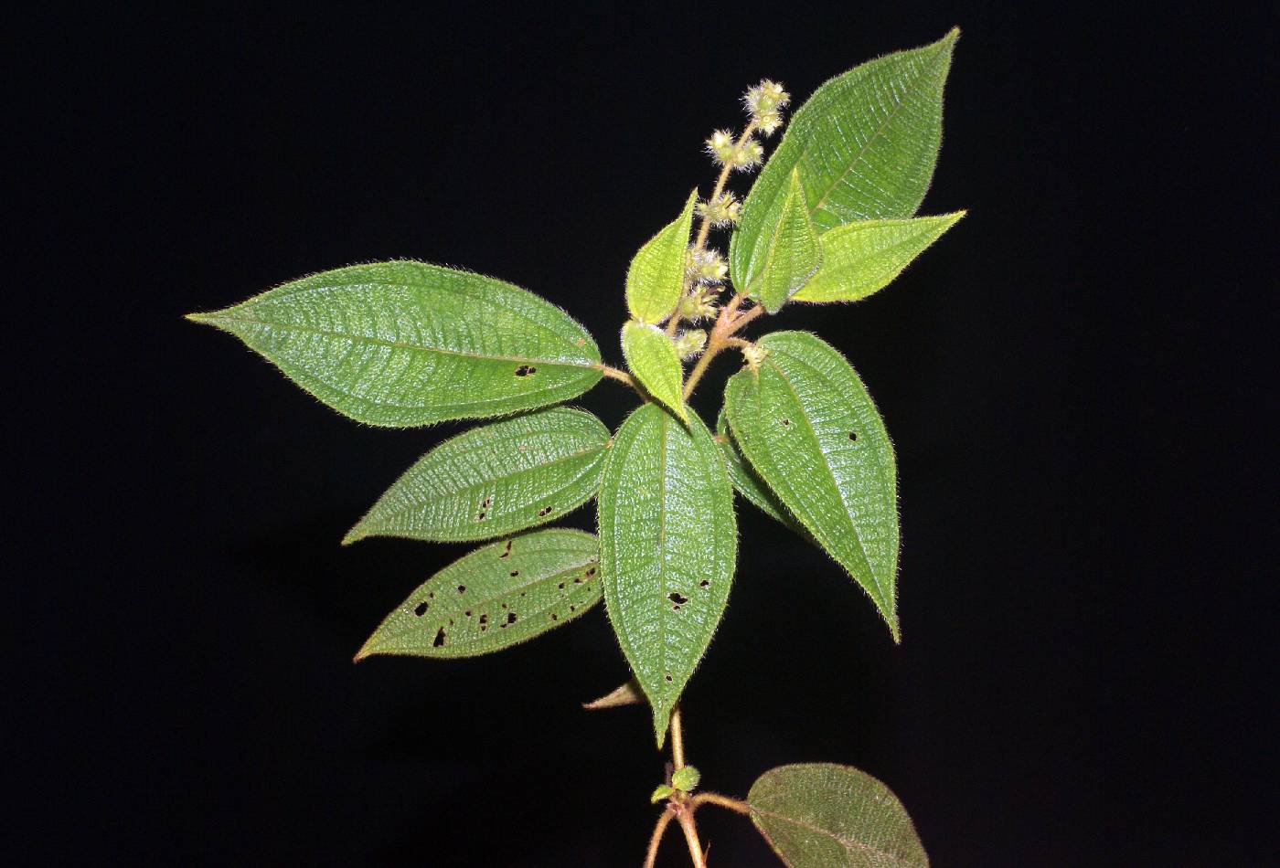 Miconia spicata image