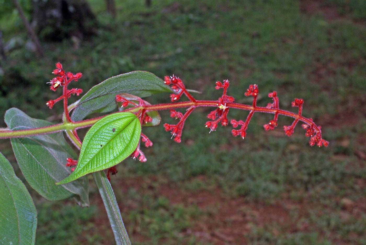 Miconia sulcicaulis image