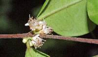 Myrciaria floribunda image