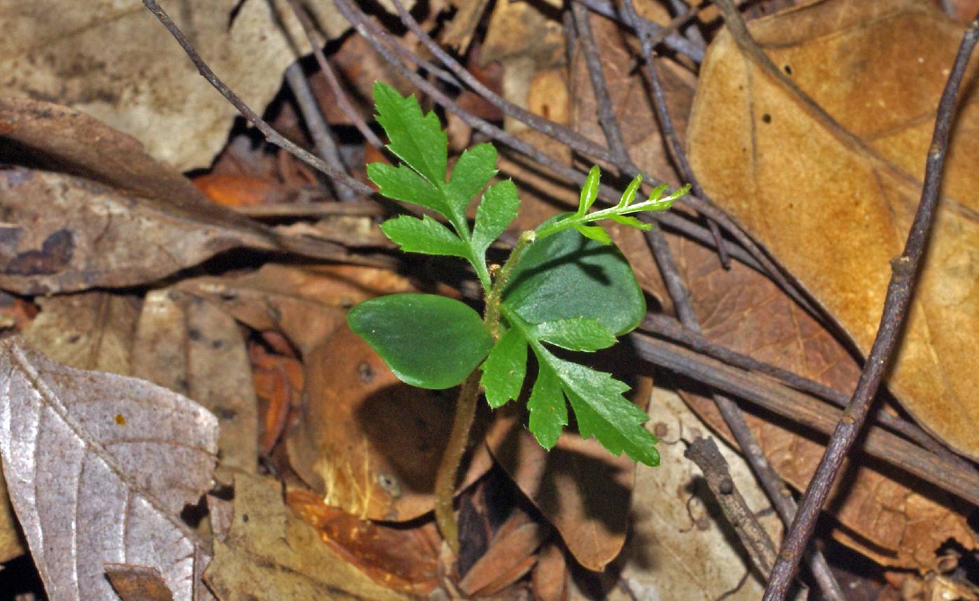 Proteaceae image