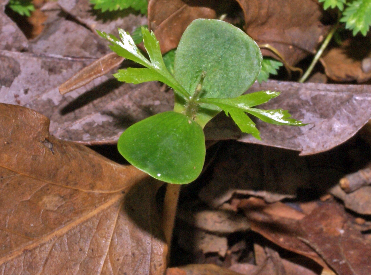 Roupala montana var. montana image