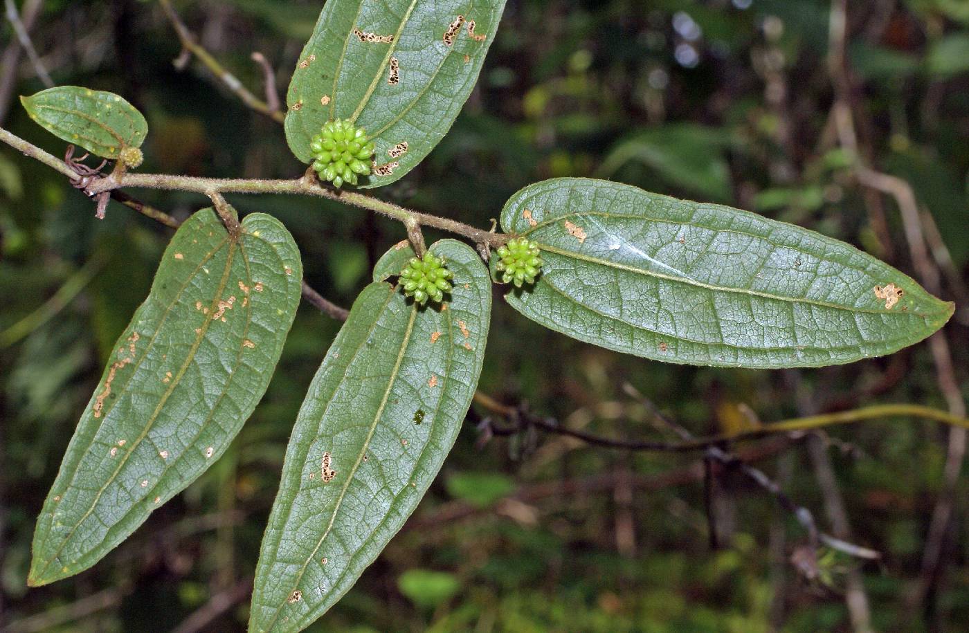 Smilax mollis image