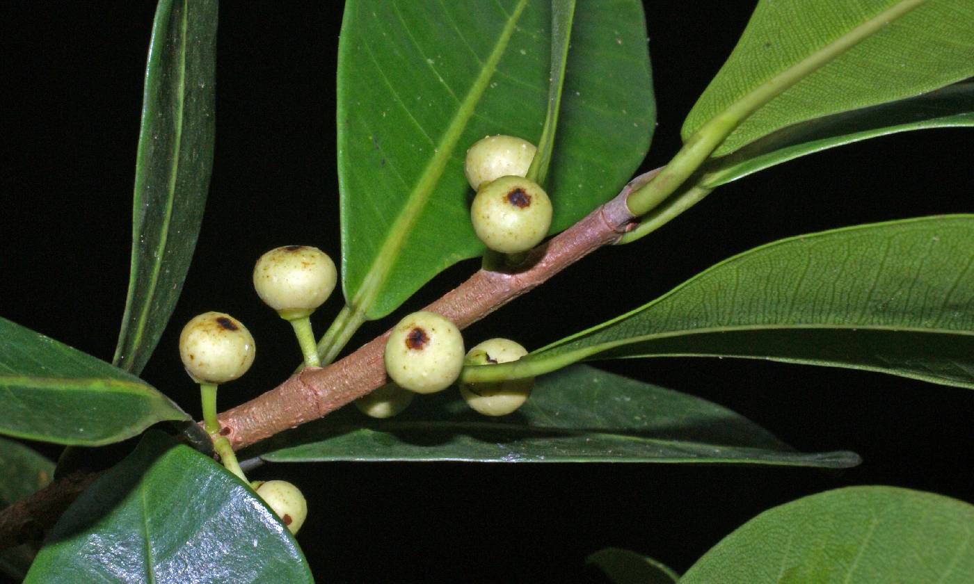 Moraceae image