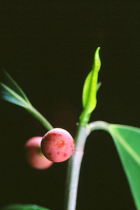 Ficus benjamina image