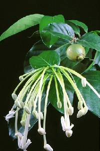Image of Posoqueria latifolia