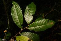 Perebea angustifolia image