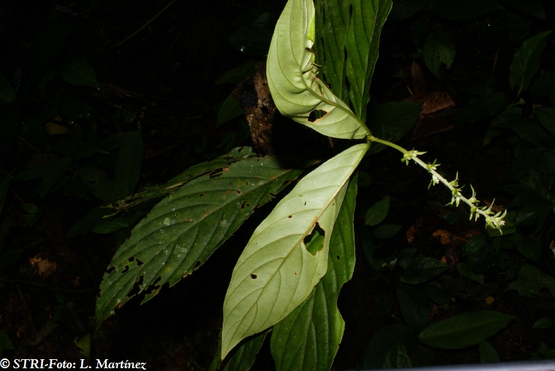 Bertiera bracteosa image