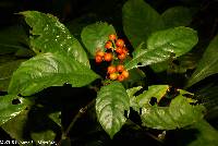 Image of Psychotria racemosa