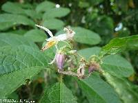 Solanum lanceifolium image