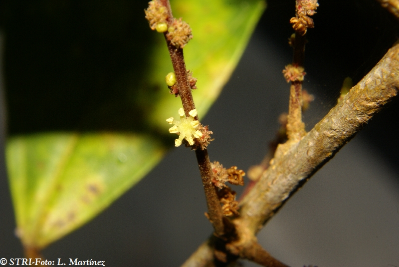 Alchornea costaricensis image