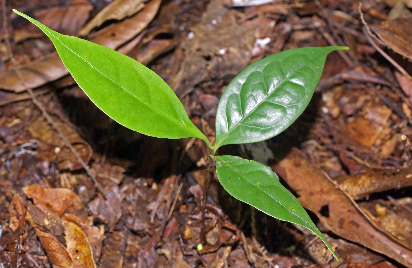 Damburneya purpurea image