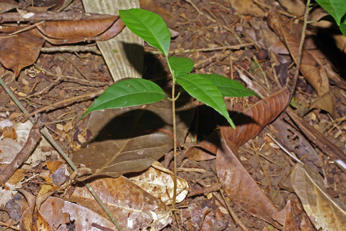 Protium panamense image
