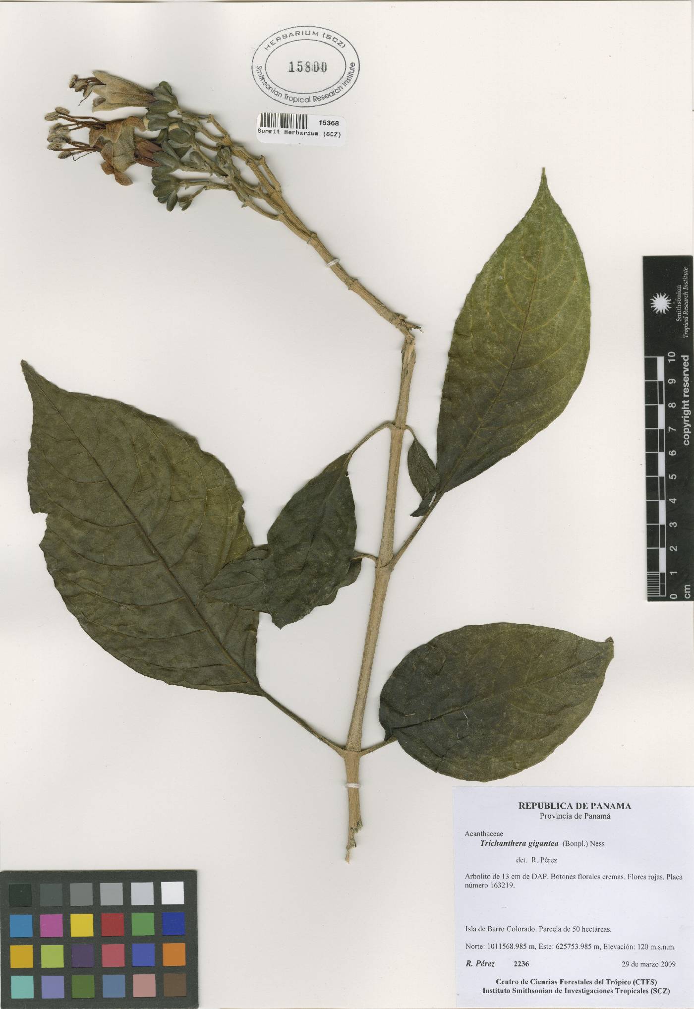 Trichanthera gigantea image