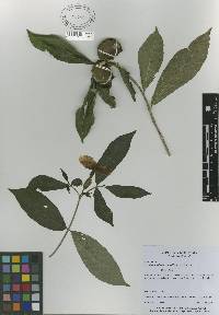 Image of Stemmadenia grandiflora