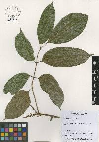 Image of Protium tenuifolium