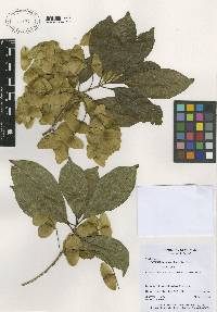 Terminalia oblonga image