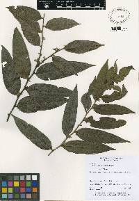 Diospyros artanthifolia image