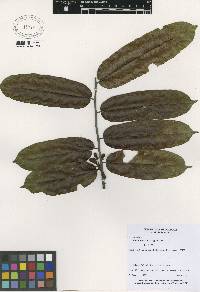 Image of Casearia bicolor