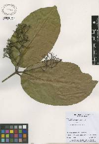 Tontelea ovalifolia image