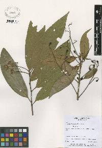 Nectandra lineata image