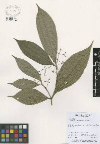 Image of Miconia cinnamomea