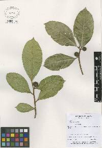 Image of Ficus glaucescens