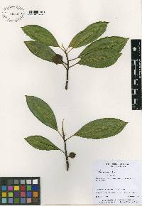 Image of Ficus yoponensis