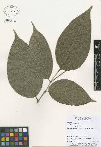 Image of Piper casimirianum